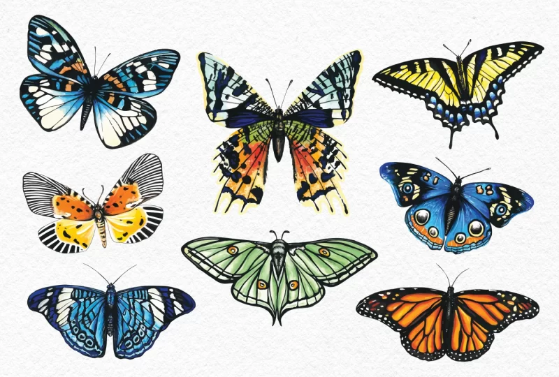 Butterflies Painted Set