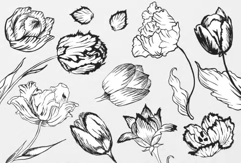 tullips