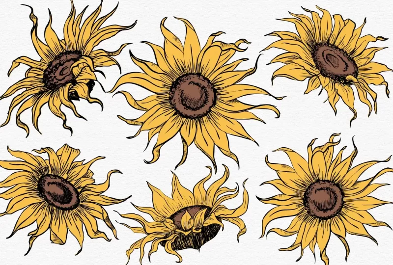 sunflowers