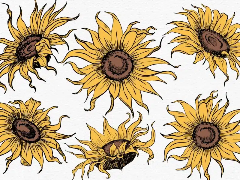 sunflowers