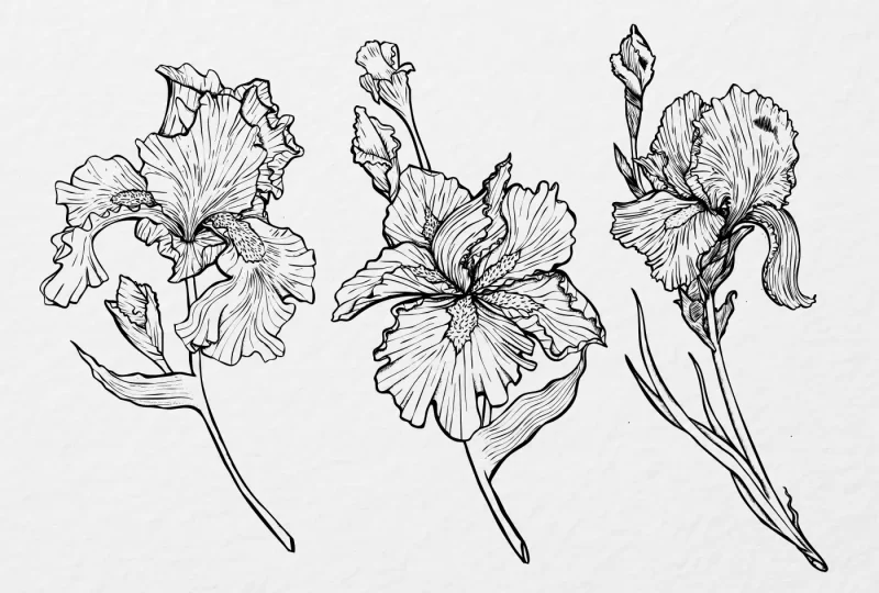 Iris Flower Drawings