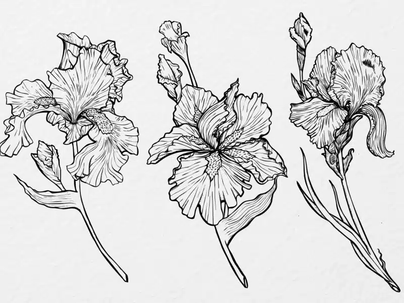Iris Flower Drawings