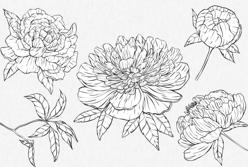 Peony Flower Drawings