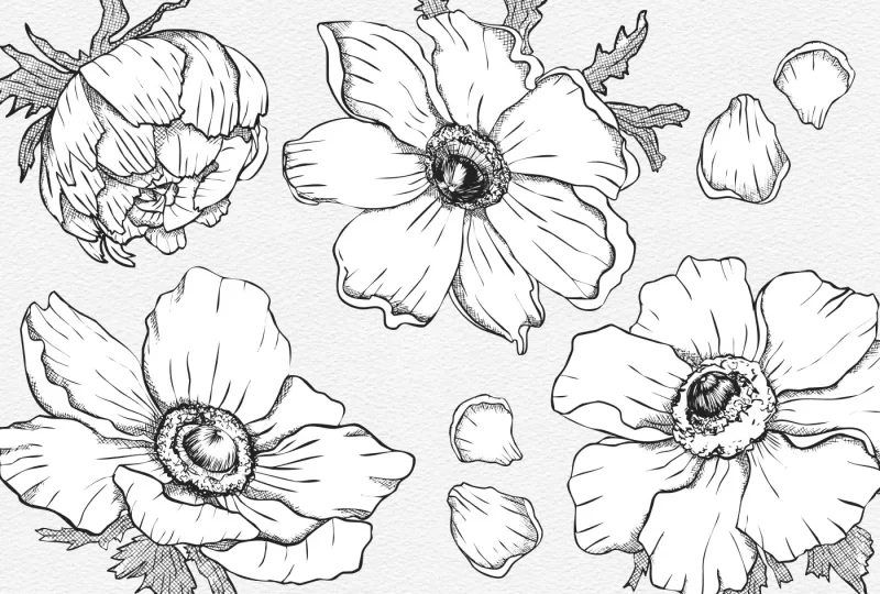 poppies-flowers